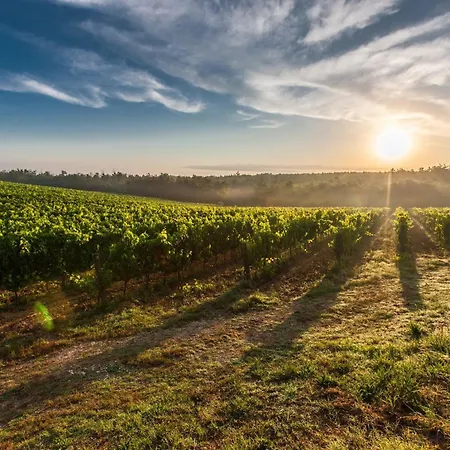 Gite De La Peloue - Jolie Maison Dans Les Vignes Barsac  Exterior foto