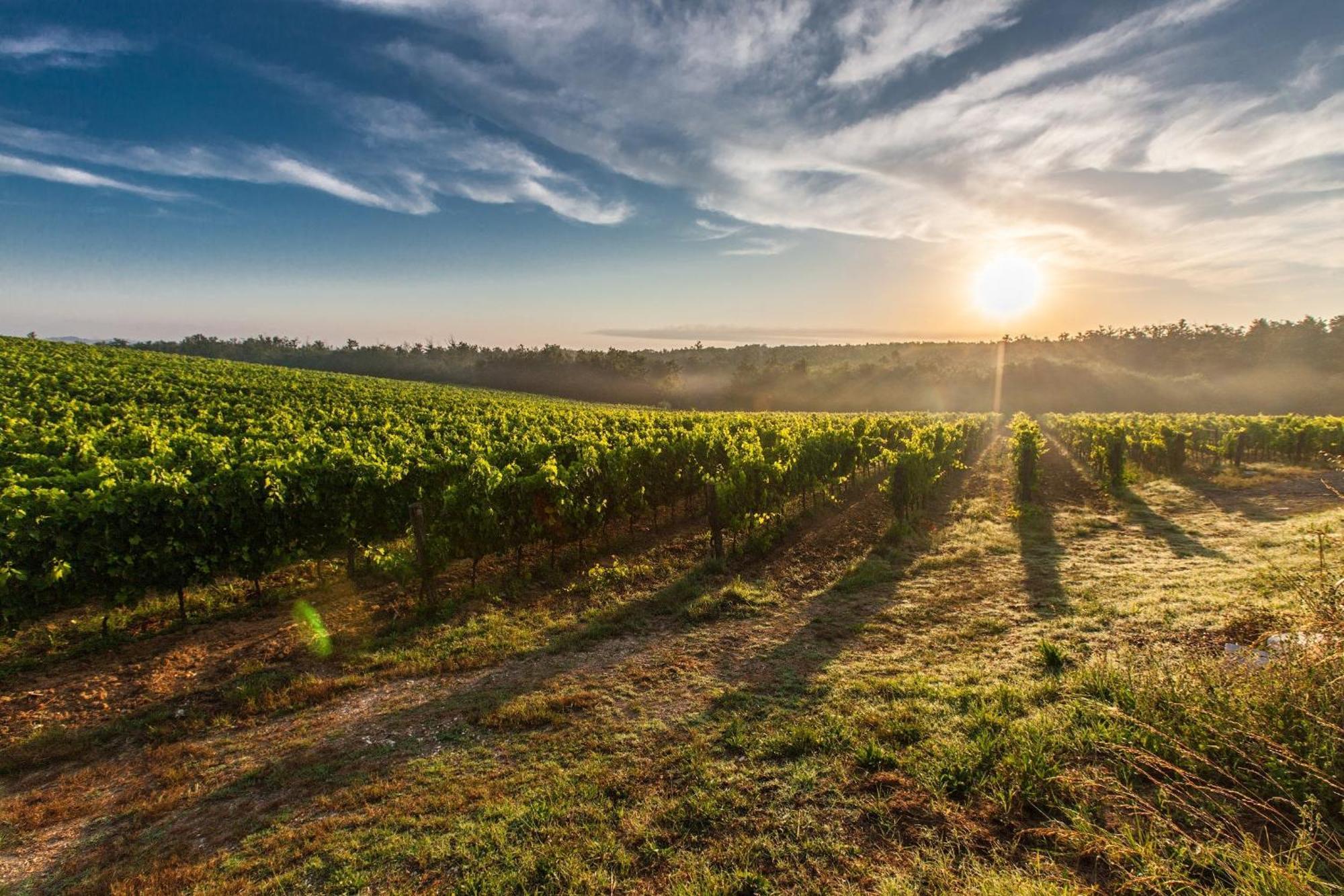De La Peloue - Jolie Maison Dans Les Vignes Barsac (Gironde)